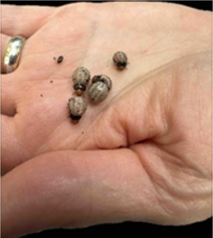 False potato beetle larvae in a hand.